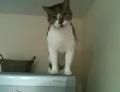 Un chat descend d'un frigo
