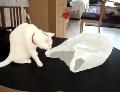Le chat et le sac