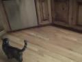 Comment empêcher son chat de trainer dans la cuisine