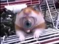Un hamster qui a le mauvais oeil