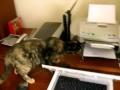 Le chat et l'imprimante