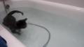 Un chat qui aime l'eau