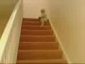 Bébé descend les escaliers