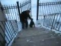 Un chien monte les escaliers