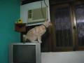 Le saut raté d'un chat d'une TV