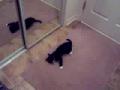 Un chat contre un miroir