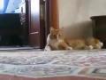Un chat s'offre une grosse frayeur