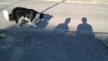 Un chien qui n'aime pas les ombres